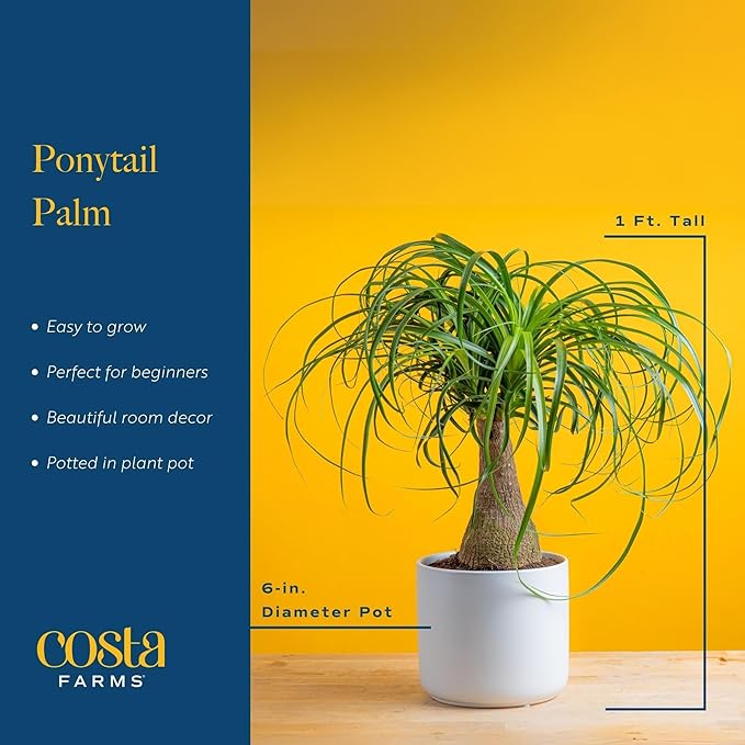 Costa Farms Ponytail Palm Bonsai, Easy to Grow Live Indoor Plant in Indoors Garden Planter Pot, Air Purifying Houseplant, Housewarming, Birthday Gift, Office, Home, and Room Décor, 1 Foot Tall-VerdiqueGarden