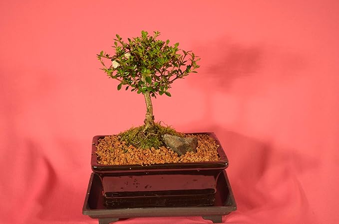 Serissa Snow Rose-VerdiqueGarden