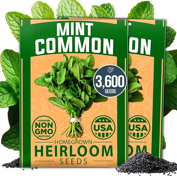 HOME GROWN Premium Common Mint Seeds (Bulk Pack) 3,600 𝗡𝗢𝗡-𝗚𝗠𝗢 𝗨𝗦𝗔 Heirloom Herb Seeds, USA Sourced | Ideal for Planting Outdoors or Indoors for a Fresh Mint Tea Garden (Mentha spp)-VerdiqueGarden