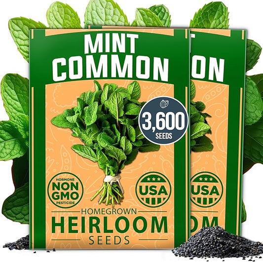 HOME GROWN Premium Common Mint Seeds (Bulk Pack) 3,600 𝗡𝗢𝗡-𝗚𝗠𝗢 𝗨𝗦𝗔 Heirloom Herb Seeds, USA Sourced | Ideal for Planting Outdoors or Indoors for a Fresh Mint Tea Garden (Mentha spp)-VerdiqueGarden
