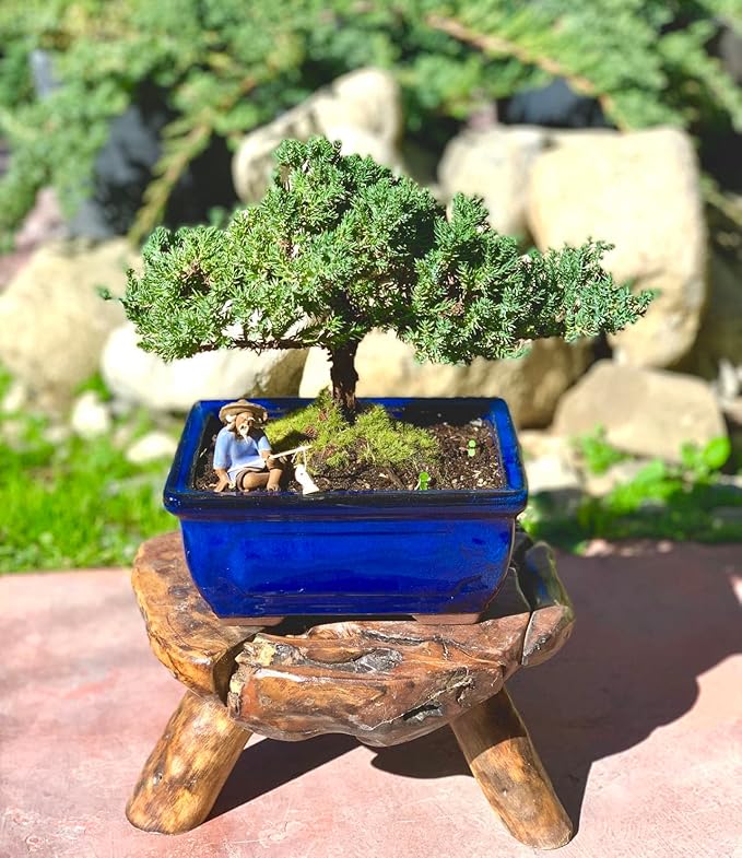 Live Dwarf Juniper Bonsai Tree 7 Year Old | Juniper or Jade Bonsai Tree | Indoor/Outdoor | 100% Handcrafted| Home and Office Décor | Best Gift for Holiday-VerdiqueGarden
