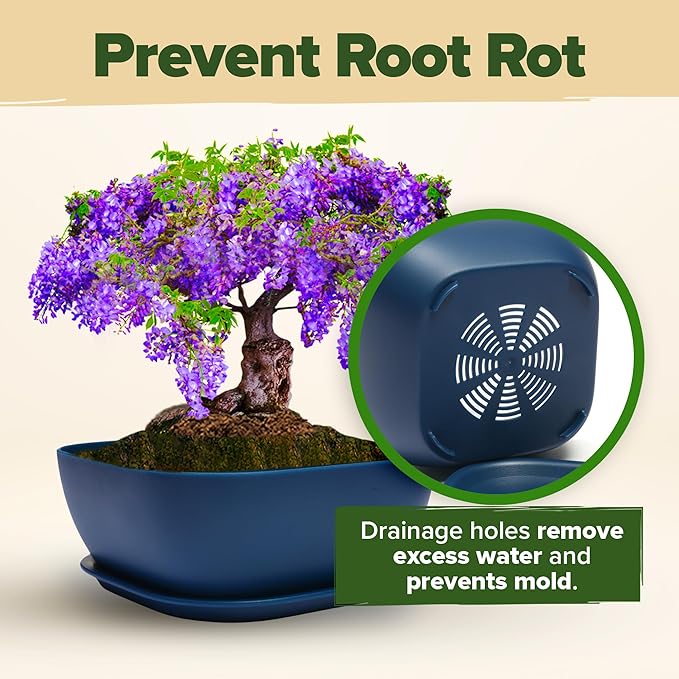 Bonsai Tree Kit - Gifts for Men & Women (Master Kit)-VerdiqueGarden