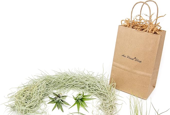 10 Pack Grab Bag Air Plants Gift Wrapped with Tillandsia Usneiodes Spanish Moss - Live Tillandsia - Easy Care House Plant - Succulents - 30 Day Guarantee-VerdiqueGarden