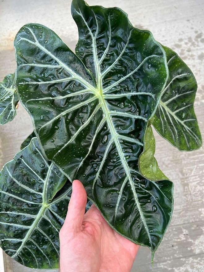 Alocasia Potting Mix - Unlock Robust Growth and Striking Leaves with Our High-Performance Formula - 20 Quart-VerdiqueGarden