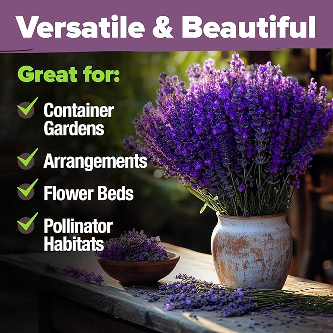 HOME GROWN 𝗨𝗦𝗔 𝗣𝗥𝗘𝗠𝗜𝗨𝗠 English Lavender Seeds 2 Pack 3000 𝗡𝗢𝗡-𝗚𝗠𝗢 Wildflower Seed, for Planting Indoor Outdoor High Germination Flower Seeds (Lavandula antustifolia)-VerdiqueGarden