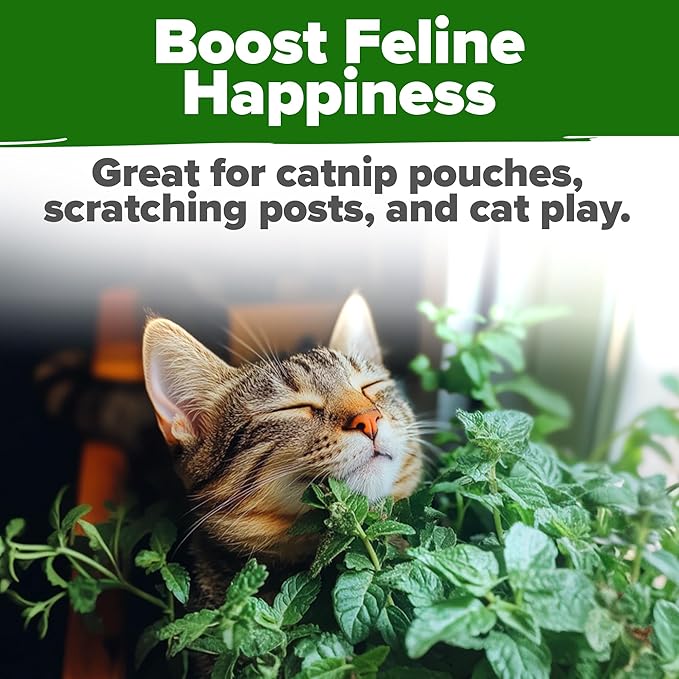 HOME GROWN Catnip Seeds (2 Pack) 𝗡𝗢𝗡-𝗚𝗠𝗢, 𝗨𝗦𝗔-𝗦𝗢𝗨𝗥𝗖𝗘𝗗 Heirloom Herb 4232 Seeds - Indoor or Outdoor Seed - High-Germination Cat Nip - Cat Safe Plants (Nepeta cataria)-VerdiqueGarden