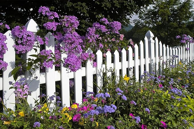 10000+ Perennial Mix Wildflower Seeds 16 Assorted Varieties of Heirloom Flower -1oz Zinnia Poppy Crimson Clover Milkweed Lupine Marigold Mexican Hat Sage Nasturtium-VerdiqueGarden