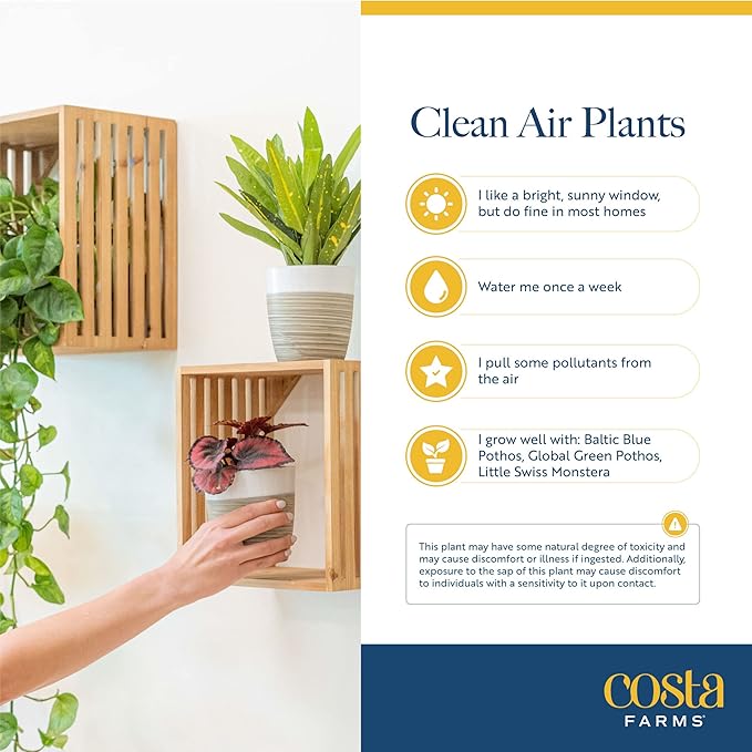 Costa Farms Live Plants (3 Pack), Easy to Grow Real Indoor Houseplants, Air Purifying Plants, Grower's Choice in Home Décor Indoors Plant Pots, New House Gift or Room Décor-VerdiqueGarden