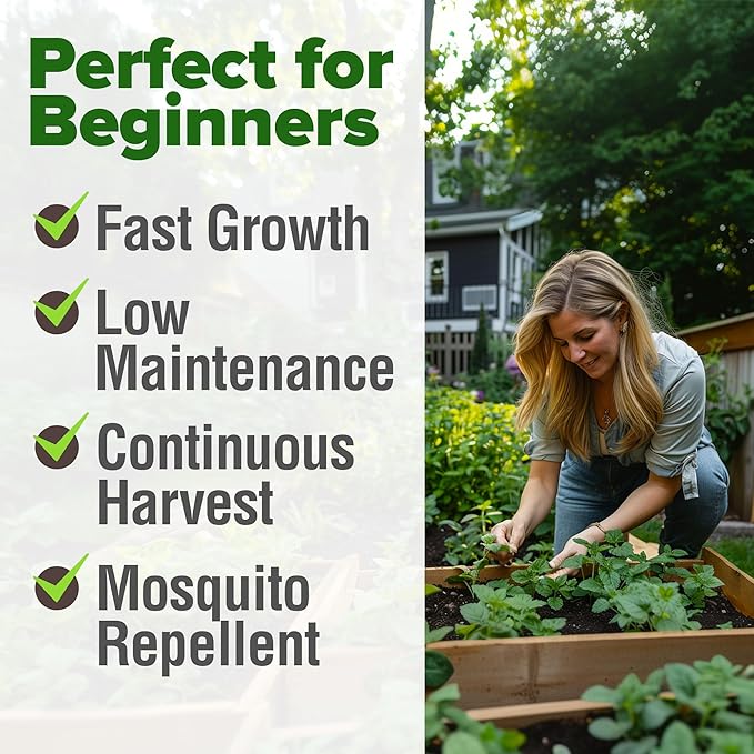 HOME GROWN 𝗨𝗦𝗔 𝗣𝗥𝗘𝗠𝗜𝗨𝗠 Lemon Balm Seed Pack - 403 Non-GMO USA Heirloom Herbal Tea Seeds - Bulk Lemon Balm Seeds for Planting Gardens Indoors or Outdoors - Herb Seeds (Melissa officinalis)-VerdiqueGarden