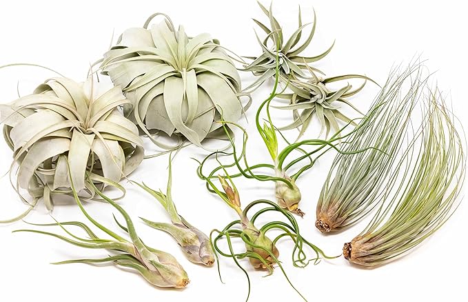10 Pack of Large Tillandsia Air Plants - Xerographica, Juncea, Bulbosa, Caput Medusae & Harrisii- Live Succulent House Plants Availabe in Wholesale and Bulk - Easy Care Indoor and Outdoor Plant-VerdiqueGarden