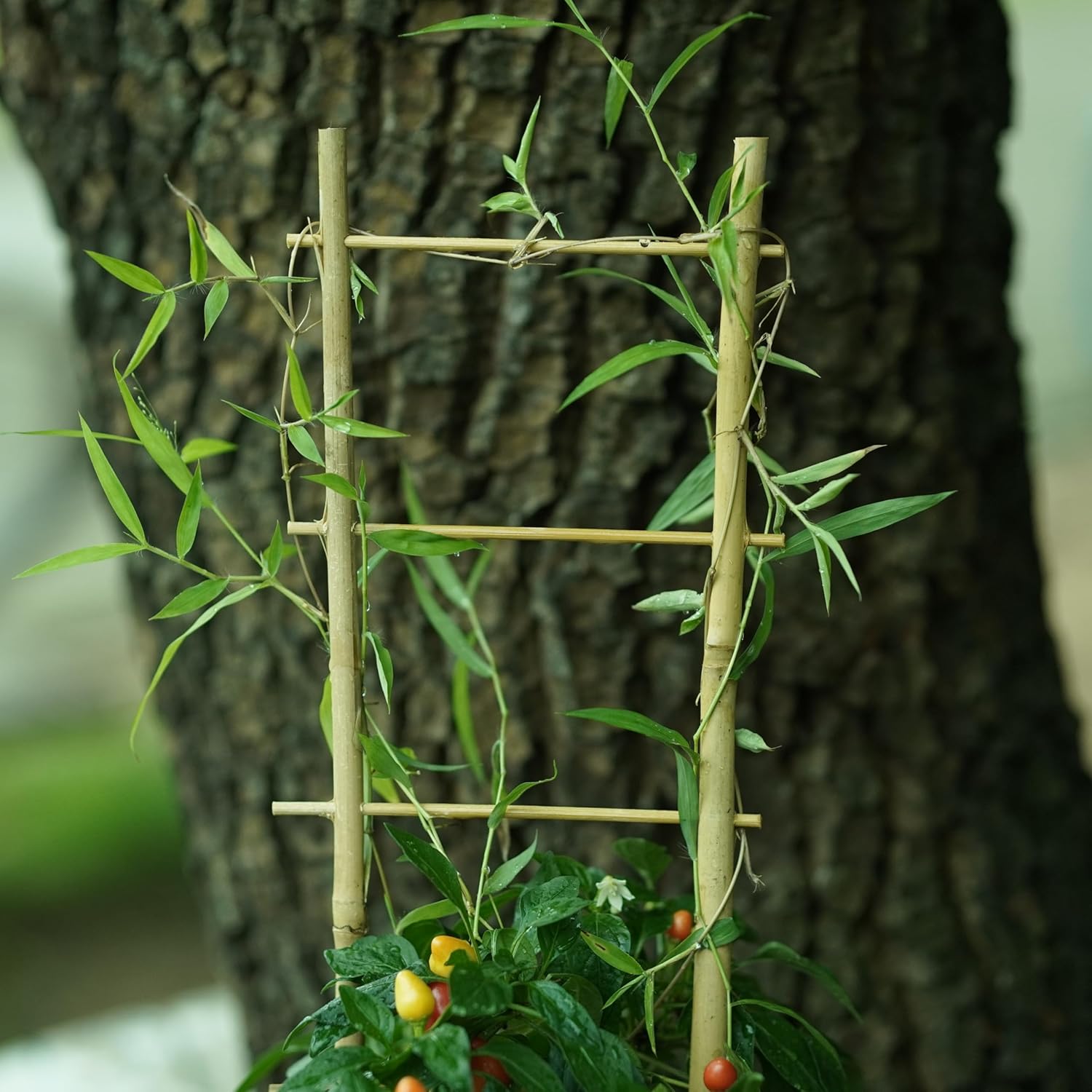 Natural Bamboo Trellis 16inch for Climbing Plants 6 Pack - Plant Ladder Trellis with Garden Ties, Outdoor Decorative Plant Support Stakes for Vines Flowers Vegetables (Ladder-Shape)-VerdiqueGarden