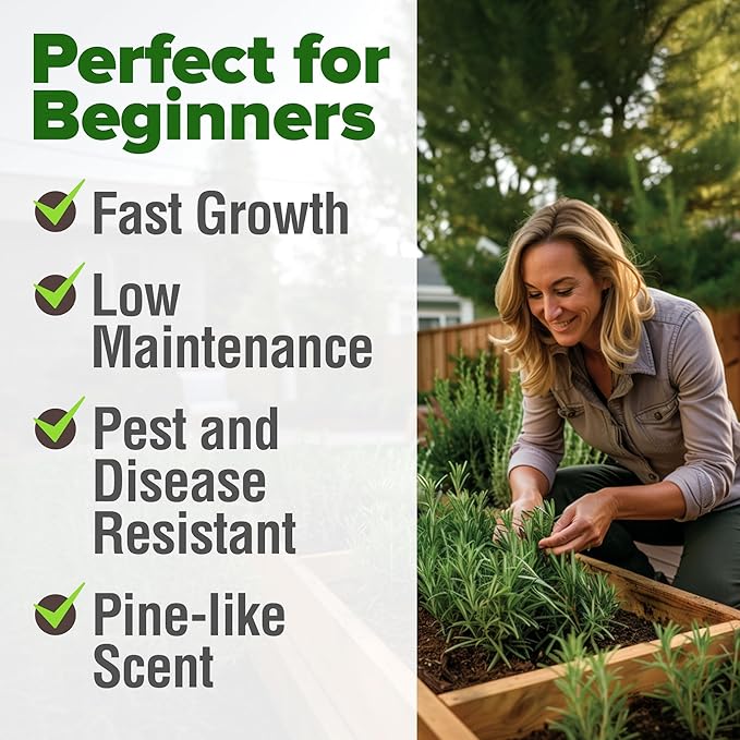 HOME GROWN Rosemary Seeds Pack - 300 High Germinating 𝗡𝗢𝗡-𝗚𝗠𝗢, 𝗨𝗦𝗔-𝗦𝗢𝗨𝗥𝗖𝗘𝗗 Heirloom Herb Seeds for Planting in Indoor or Outdoor Herb Gardens (Salvia rosmarinus)-VerdiqueGarden