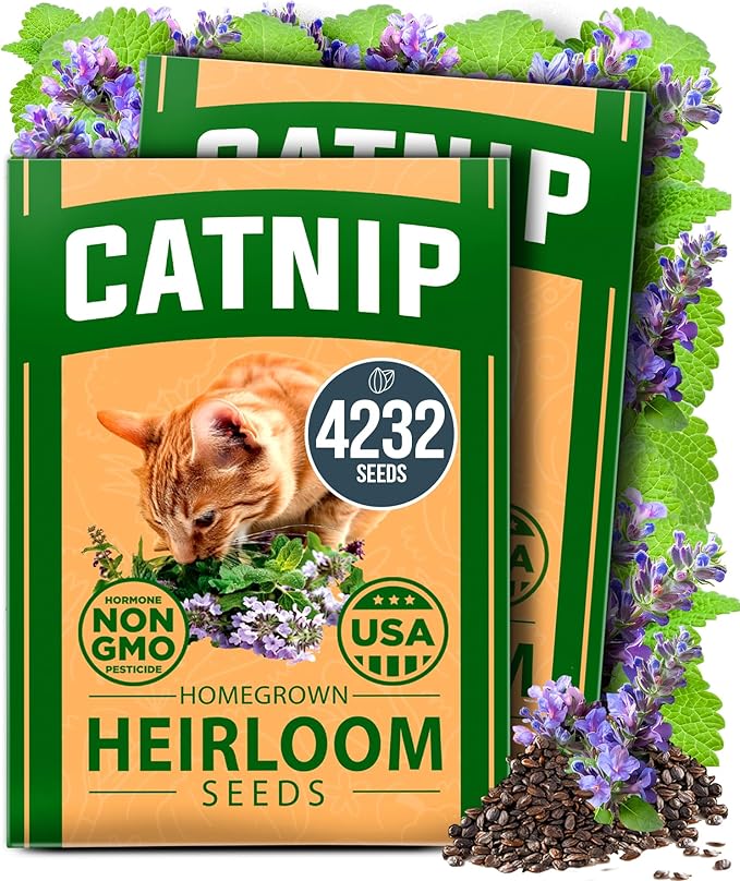 HOME GROWN Catnip Seeds (2 Pack) 𝗡𝗢𝗡-𝗚𝗠𝗢, 𝗨𝗦𝗔-𝗦𝗢𝗨𝗥𝗖𝗘𝗗 Heirloom Herb 4232 Seeds - Indoor or Outdoor Seed - High-Germination Cat Nip - Cat Safe Plants (Nepeta cataria)-VerdiqueGarden