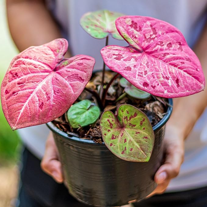 Caladium Potting Mix - Promote Strong Roots and Captivating Patterns with Our Premium Blend - 4 Quart-VerdiqueGarden
