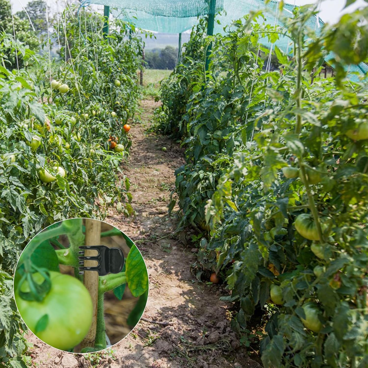 AccEncyc 50 Pcs Large Plant Clips Orchid Clips Plant Orchid Support Clips Flower Vine Clips for Supporting Stems Vines Stalks Climbing Plants Grow Upright-VerdiqueGarden