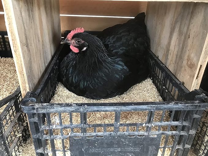 Sustainable Gardening Made Easy: Gardenera Rice Hulls - Harness The Power of Natural Mulch and Plant Protection - 10 QUARTS-VerdiqueGarden