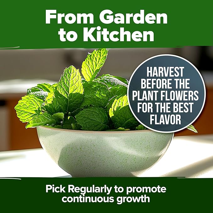 HOME GROWN Peppermint Seeds 2 Pack (Mentha × piperita) – 4,740 Heirloom Mint Seeds for Planting – 𝗡𝗢𝗡-𝗚𝗠𝗢, 𝗨𝗦𝗔-𝗦𝗢𝗨𝗥𝗖𝗘𝗗 – Grow Indoors or Outdoors, Kitchen Herb Garden Favorite-VerdiqueGarden