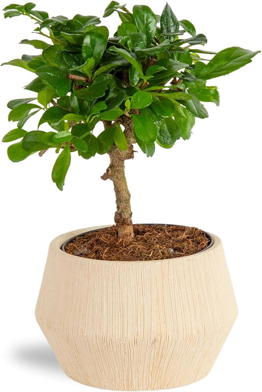 Costa Farms Mini Bonsai Tree, 1-Year Old Grower's Choice Live Indoor Plant, Easy to Grow Houseplant in Indoor Plant Pot, Potting Soil, Room and Home Decor, Birthday, Housewarming Gift, 10-Inches Tall-VerdiqueGarden
