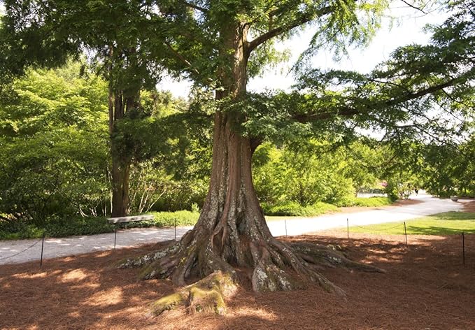 (3) - Dawn Redwood Trees - Starter Plant (LG36) (3 Live Trees)-VerdiqueGarden