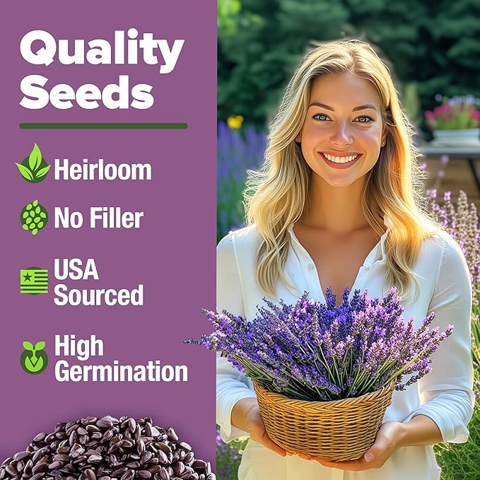 HOME GROWN 𝗨𝗦𝗔 𝗣𝗥𝗘𝗠𝗜𝗨𝗠 English Lavender Seeds 2 Pack 3000 𝗡𝗢𝗡-𝗚𝗠𝗢 Wildflower Seed, for Planting Indoor Outdoor High Germination Flower Seeds (Lavandula antustifolia)-VerdiqueGarden