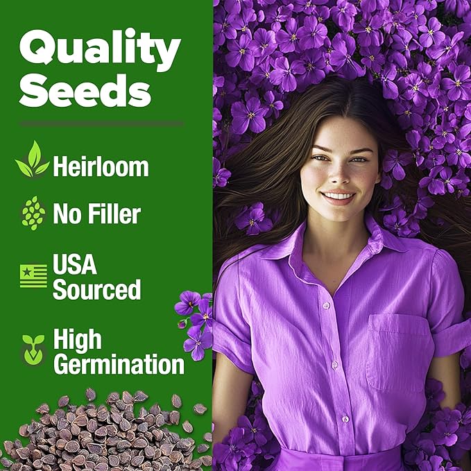 HOME GROWN 𝗨𝗦𝗔 𝗣𝗥𝗘𝗠𝗜𝗨𝗠 Aubrieta Rock Cress Purple, Flowering Ground Cover Seed Pack, Perennial Cress Seeds for Planting Outdoor Lawn Gardens 300 𝗡𝗢𝗡-𝗚𝗠𝗢 Aubrieta deltoidea Flower Seeds-VerdiqueGarden