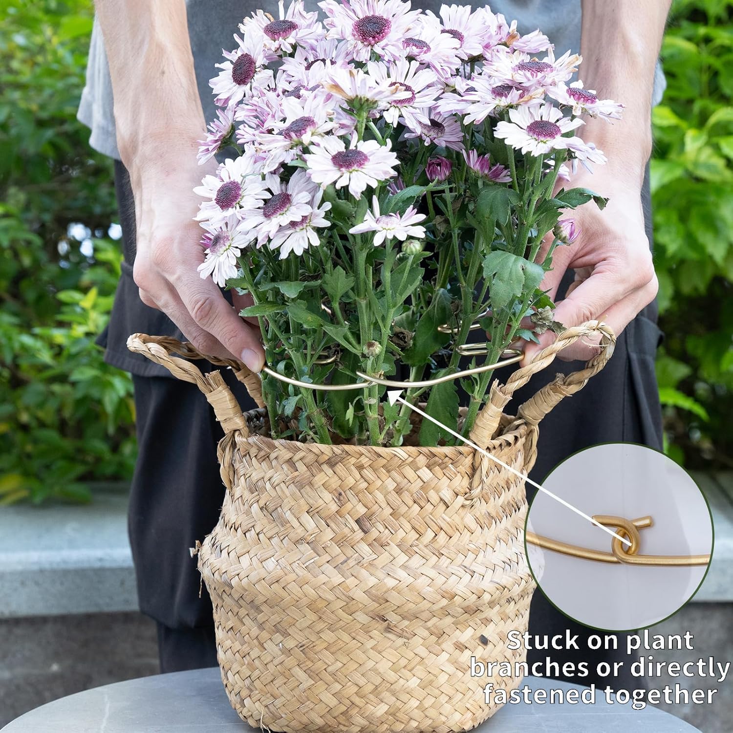 5PCS Plant Stem Support - Durable Monstera Stabilizer Grapple Holder, Unique Design for Climbing Plants, Turtle Shell Bamboo Clamp Set, Ideal Plant Support for Thriving Growth (Gold)-VerdiqueGarden