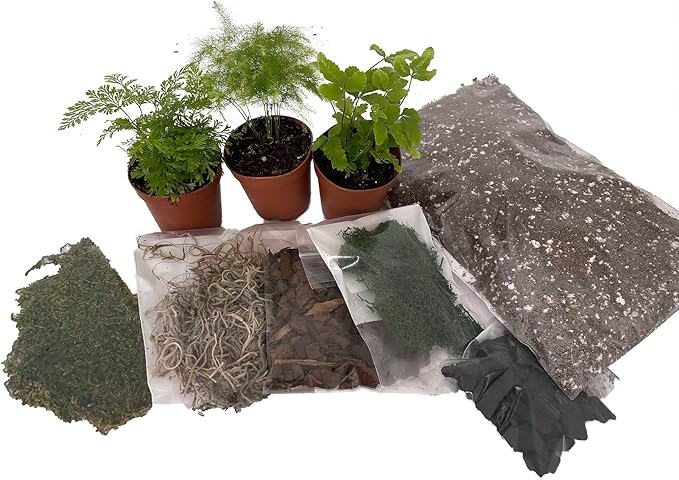 Hirt's Terrarium Kit with 3 Live Mini Ferns in 2" Pots-VerdiqueGarden