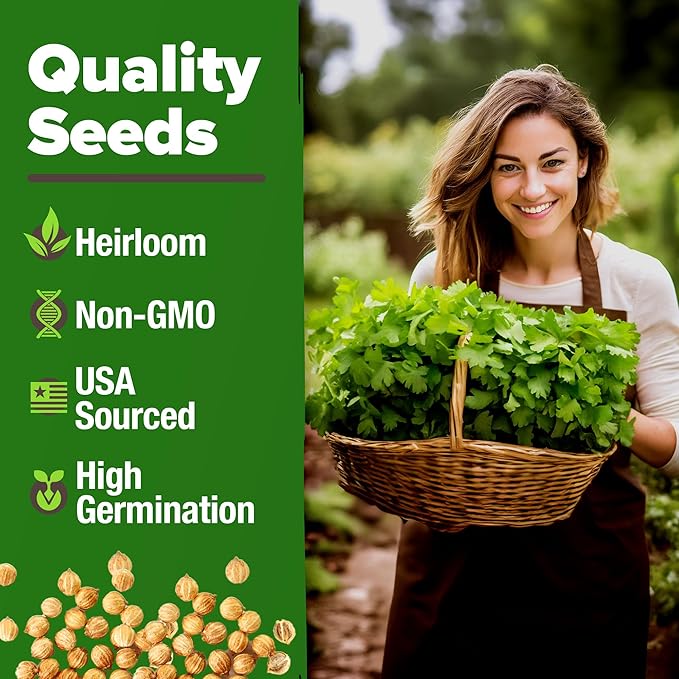 HOME GROWN 𝗨𝗦𝗔 𝗣𝗥𝗘𝗠𝗜𝗨𝗠 1000+ Cilantro Seeds for Planting Indoors or Outdoors - Non-GMO Heirloom Herbs, Coriander Plant Seeds - Complete Your Herb Seeds Collection for Your Indoor Herb Garden-VerdiqueGarden