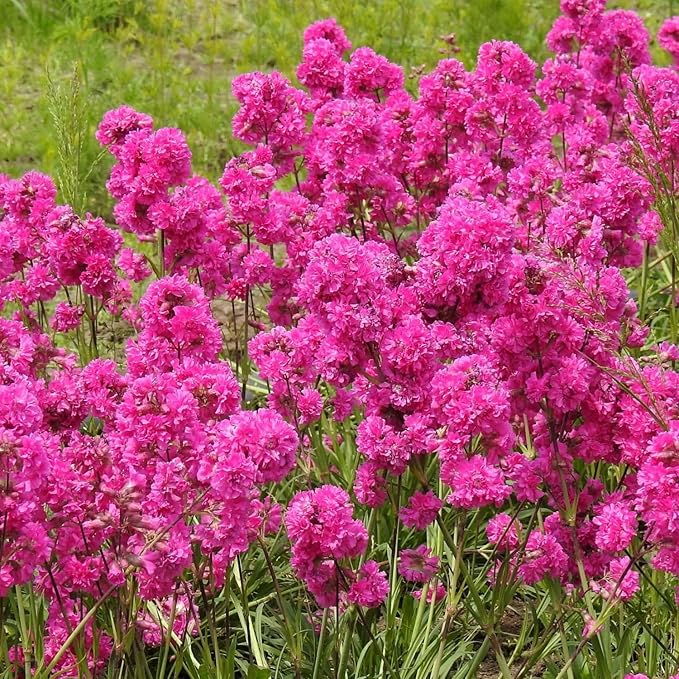 1000 Seeds Lychnis Rosett Pink Flower Seeds for Planting Perennial Lychnis Rosett Seeds Heirloom Non-GMO Seeds-VerdiqueGarden