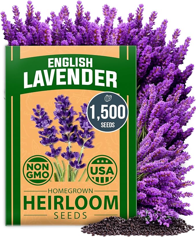 HOME GROWN 𝗨𝗦𝗔 𝗣𝗥𝗘𝗠𝗜𝗨𝗠 English Lavender Seeds 1,500+ 𝗡𝗢𝗡-𝗚𝗠𝗢 Wildflower Seed for Planting Indoor/Outdoor, High Germination, Plant Flower Seeds (Lavandula antustifolia)-VerdiqueGarden
