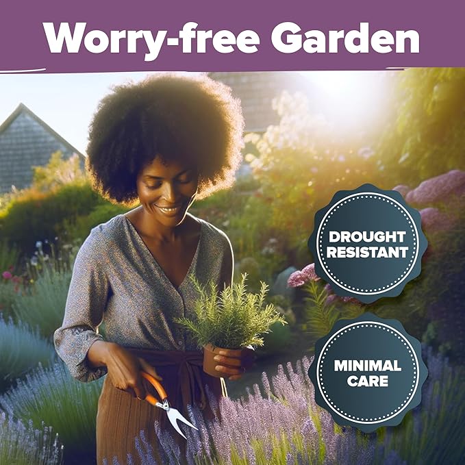 HOME GROWN 𝗨𝗦𝗔 𝗣𝗥𝗘𝗠𝗜𝗨𝗠 English Lavender Seeds 2 Pack 3000 𝗡𝗢𝗡-𝗚𝗠𝗢 Wildflower Seed, for Planting Indoor Outdoor High Germination Flower Seeds (Lavandula antustifolia)-VerdiqueGarden