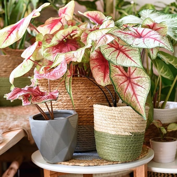 Caladium Potting Mix - Unlock Robust Growth and Striking Leaf Color with Our High-Performance Formula - 20 Quart-VerdiqueGarden