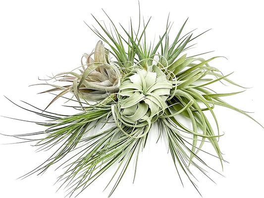 Holiday Hosting Gift Box Jumbo - 12ct - Tillandsia Air Plant Set - Live Arrival Guaranteed - House Plants for Home Decor & Gift-VerdiqueGarden