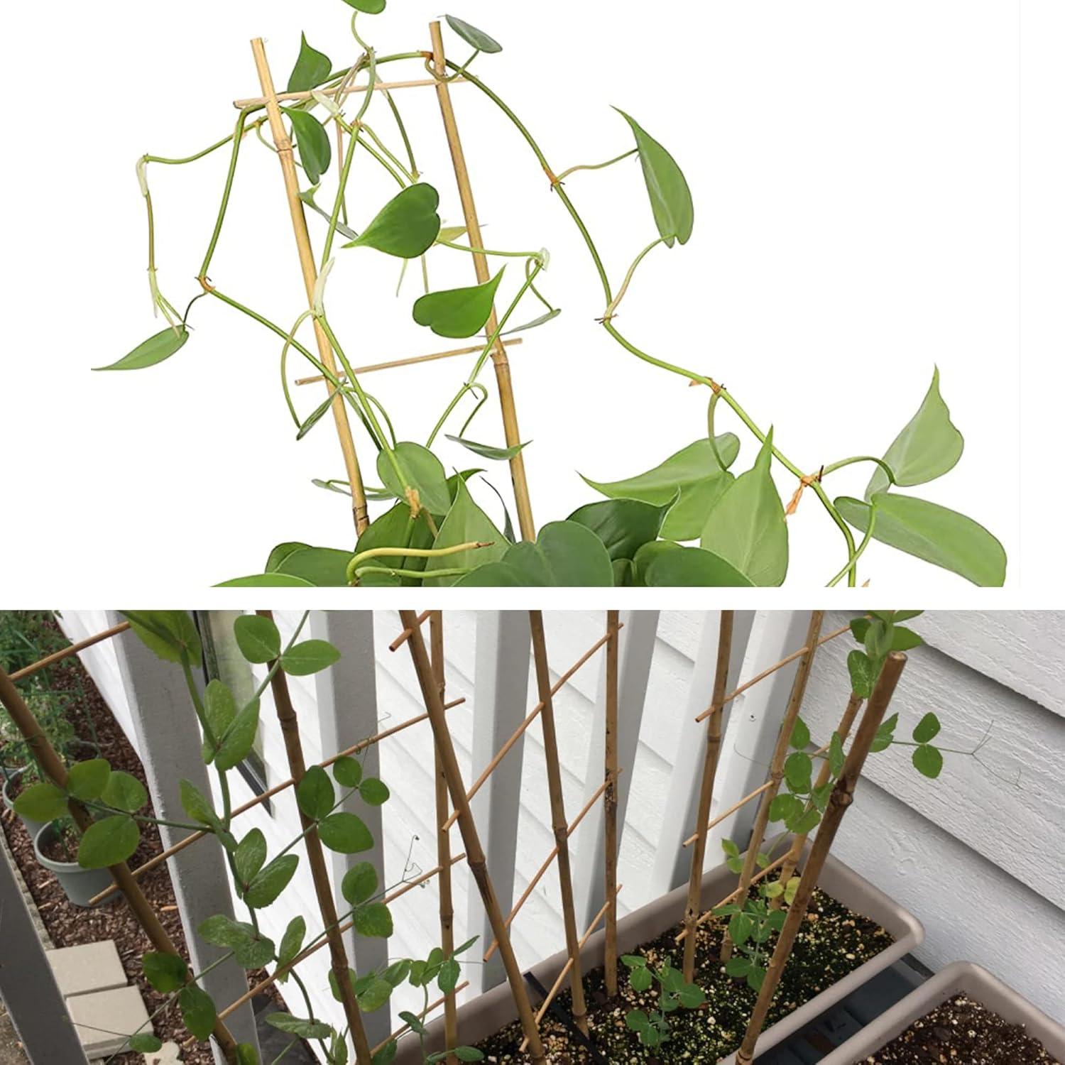 Avalution 10 Pack Natural Bamboo Trellis for Climbing Plants 16" Outdoor Garden Ladder Trellis, Fan -Shaped Plant Support Trellis for Potted Plant-VerdiqueGarden