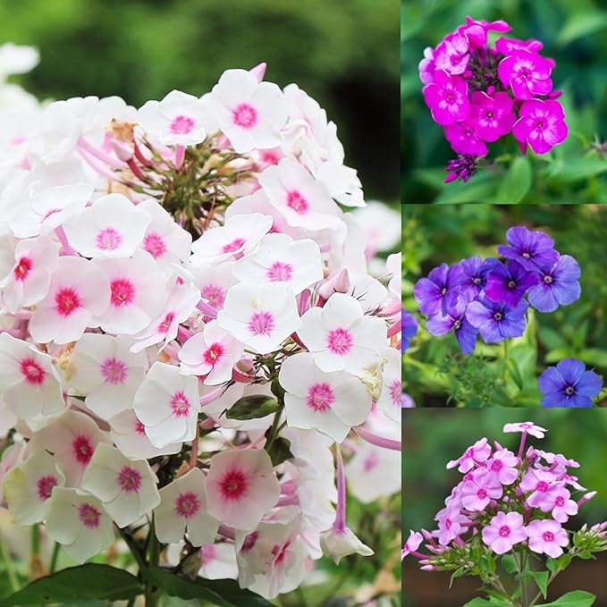 1000+ Phlox Seeds for Planting - Phlox Popstars Seeds Perennial Ground Cover Plants- Annual Flower for Home Garden-VerdiqueGarden