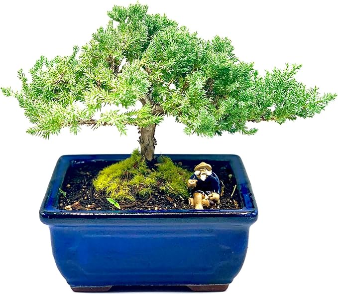 Live Dwarf Juniper Bonsai Tree 7 Year Old | Juniper or Jade Bonsai Tree | Indoor/Outdoor | 100% Handcrafted| Home and Office Décor | Best Gift for Holiday-VerdiqueGarden