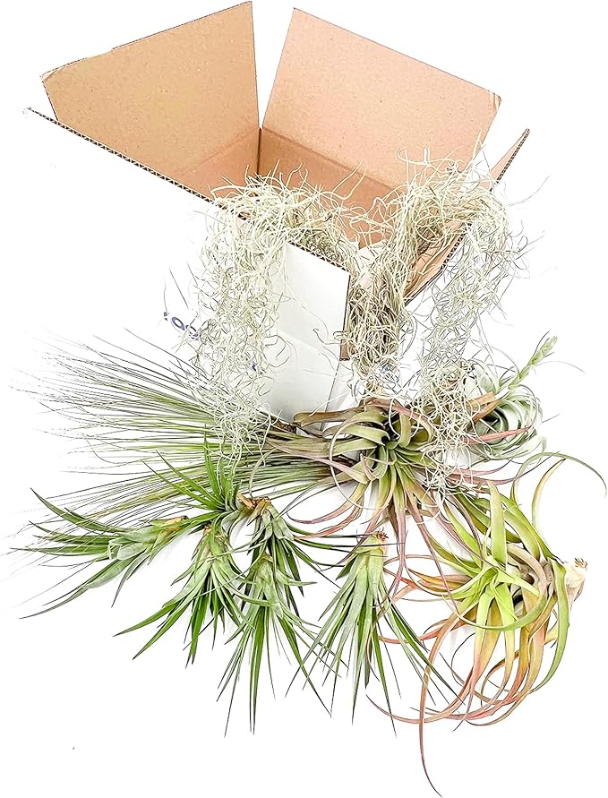 Holiday Hosting Gift Box Giant - 13ct -Tillandsia Air Plant Set - Live Arrival Guaranteed - House Plants for Home Decor & Gift-VerdiqueGarden