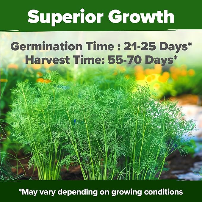 HOME GROWN Dill Seeds 2 Pack (Anethum Graveolens) - 2028 Non-GMO Heirloom Herb Seeds for Planting Indoors or Outdoors, High Germination, Ideal for Herb Gardens, Pots, and Cooking Flavorful Dishes-VerdiqueGarden