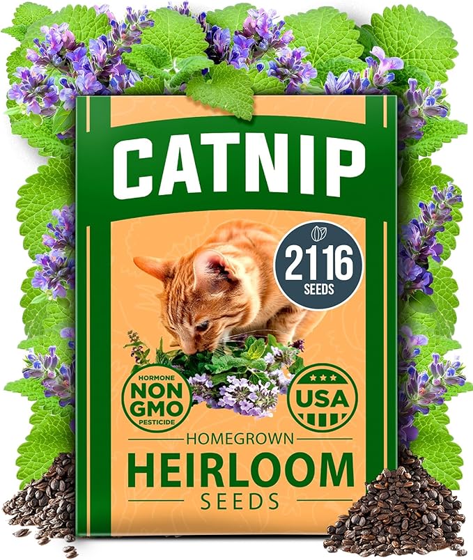 HOME GROWN 𝗨𝗦𝗔 𝗣𝗥𝗘𝗠𝗜𝗨𝗠 Catnip Seeds (Bulk Pack) 𝗡𝗢𝗡-𝗚𝗠𝗢 Heirloom Herb 2,116 Seeds - Indoor or Outdoor Seed - High-Germination Cat Nip - Cat Safe Plants (Nepeta cataria)-VerdiqueGarden