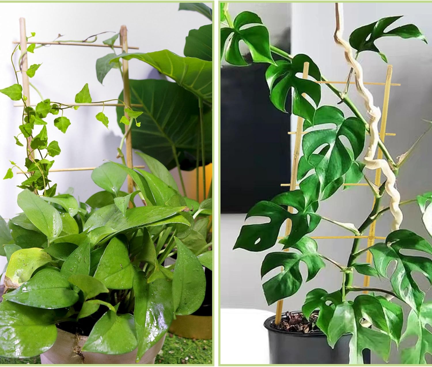 Avalution 5 Pack Bamboo Trellis for Climbing Plants Indoor, 16 Inch Garden Ladder Trellis for Potted Plants, Fan-Shaped Small Plant Support Trellis for Houseplants Ivy Hoya Vine Monstera-VerdiqueGarden