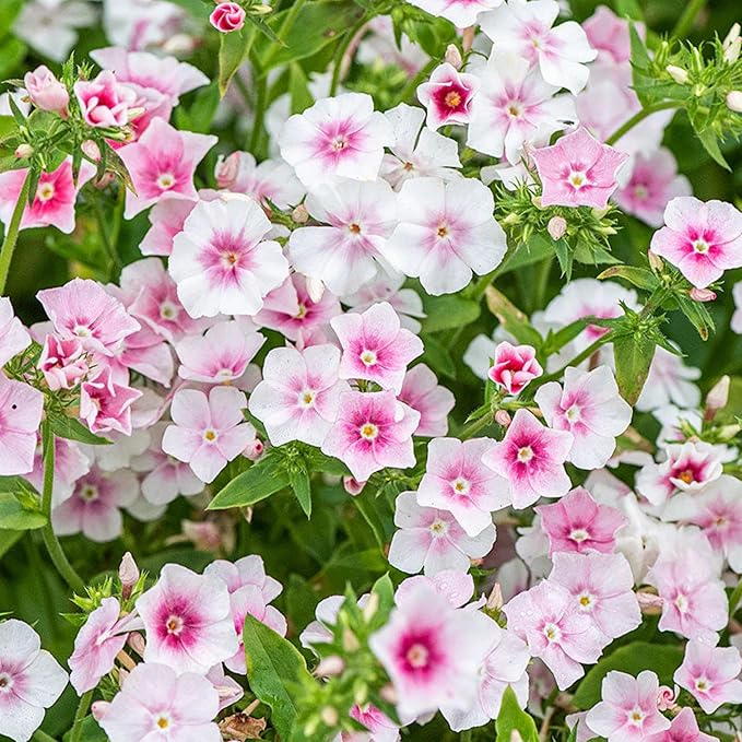1000+ Phlox Seeds for Planting - Phlox Popstars Seeds Perennial Ground Cover Plants- Annual Flower for Home Garden-VerdiqueGarden