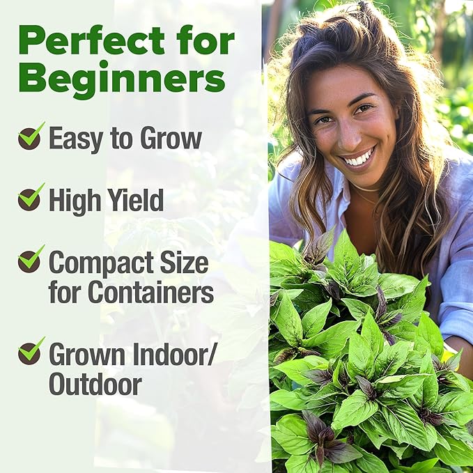 HOME GROWN Thai Basil Seeds Pack - 438 High Germination 𝗡𝗢𝗡-𝗚𝗠𝗢 𝗨𝗦𝗔 Heirloom Herb Seeds for Planting,Ideal for Growing Fresh Basil Planting Indoor or Outdoor(Ocimum basilicum var.thyrsiflora)-VerdiqueGarden