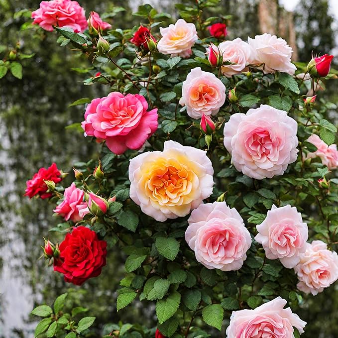 100+ Rose Seeds: 16 Blue Red Pink Yellow Heirloom Varieties for Colorful Perennial Shrubs-VerdiqueGarden