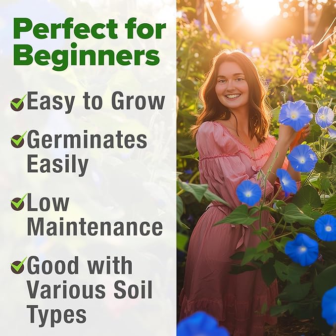 HOME GROWN 𝗨𝗦𝗔 𝗣𝗥𝗘𝗠𝗜𝗨𝗠 Heavenly Blue Morning Glory - 150 Heirloom Seeds for Planting, 𝗡𝗢𝗡-𝗚𝗠𝗢 Ideal for a Flower Garden That Attracts Pollinators and Birds (Ipomoea Tricolor)-VerdiqueGarden