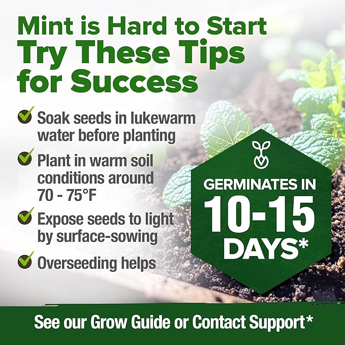 HOME GROWN Premium Common Mint Seeds (Bulk Pack) 3,600 𝗡𝗢𝗡-𝗚𝗠𝗢 𝗨𝗦𝗔 Heirloom Herb Seeds, USA Sourced | Ideal for Planting Outdoors or Indoors for a Fresh Mint Tea Garden (Mentha spp)-VerdiqueGarden
