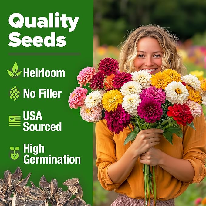 HOME GROWN 𝗨𝗦𝗔 𝗣𝗥𝗘𝗠𝗜𝗨𝗠 Zinnia Dahlia Seeds Pack for 2025 – 524 𝗡𝗢𝗡-𝗚𝗠𝗢 Flower Seeds | Vibrant Zinnia Elegans for Pollinator Gardens, Borders & Containers | Easy-to-Grow Outdoor Blooms-VerdiqueGarden