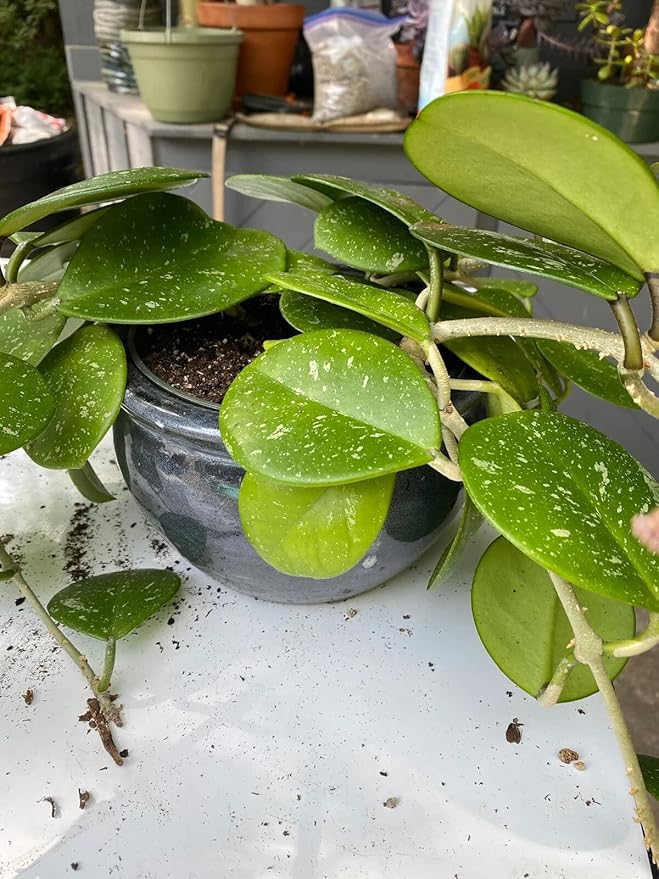Hoya Plant Premium Potting Mix - 5 Quart - Optimal Balance for Thriving Hoyas: Air, Moisture, and Nutrient Retention-VerdiqueGarden