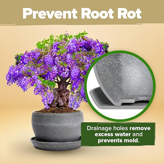 HOME GROWN Bonsai Tree Kit – Easy to Grow 4 Species of Bonsai w/Our Complete Plant Kit: Bonsai Pots & Peat Pellets Including a Bonus in-Depth Grow Guide - Great Gardening Gifts for Women and Men-VerdiqueGarden