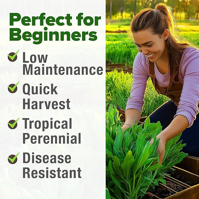 HOME GROWN Culantro Seeds - 720+ 𝗡𝗢𝗡-𝗚𝗠𝗢, 𝗨𝗦𝗔-𝗦𝗢𝗨𝗥𝗖𝗘𝗗 Heirloom Herb Seeds for Planting, Slow-Bolting, Flavorful Cilantro Alternative, Great for Outdoor Herb Gardens (Eryngium foetidum)-VerdiqueGarden