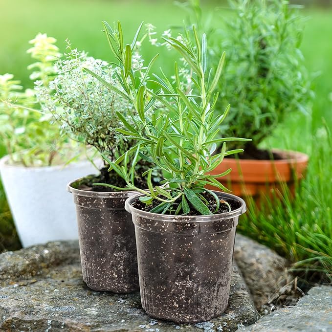 1 Gallon Reinforced Clear Nursery Pots with Drainage Hole, 30 Packs, 6.7 Inch Transparent Pots for Seedlings, Indoor/Outdoor Plants, Veggies, Flowers, and Professional Nursery Use-VerdiqueGarden